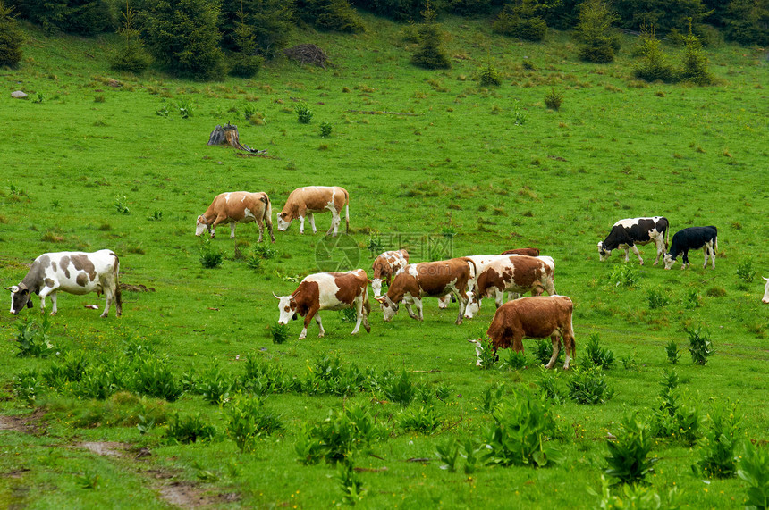 山上的一些牛奶牛场地食物牛奶生长动物土地国家农田绿色图片