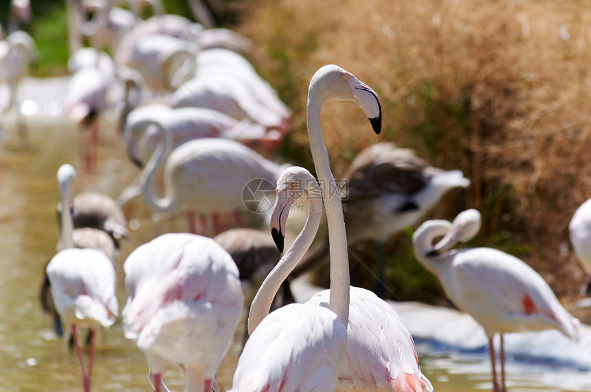 沼泽中的火烈哥异国羽毛热带池塘翅膀粉色动物棕色火烈鸟动物园图片