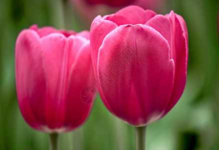 2 个郁金香花朵粉色照片花园背景图片