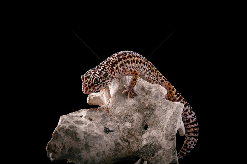 豹式壁虎宠物石头颜料捕食者生态蜥蜴宏观科学荒野眼睛图片