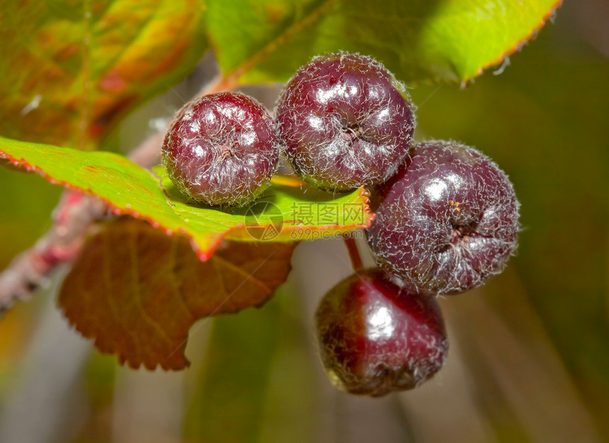 黑窒息莓阿罗尼亚梅拉诺卡帕收获园艺黑色叶子食物植物营养宏观浆果图片