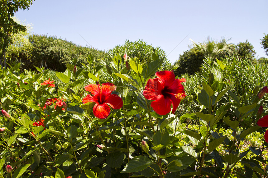 红碧皮花花植物学叶子美丽花粉异国热带花瓣生态情调植物群图片