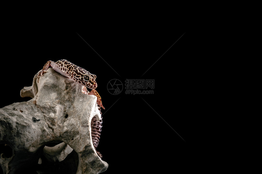 豹式壁虎蜥蜴野生动物濒危脊椎动物生态爬虫生物眼睛石头颜料图片