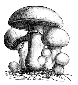 库斯库斯阿加里库斯野营或草地蘑菇雕刻插画