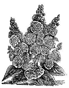 阿鲁纳恰尔双倍的侏儒霍利霍克斯 或者Alcea玫瑰年刊雕刻插画