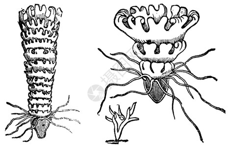 声带息肉Jellyfish或Aurelia古老雕刻的生命周期水族馆息肉艺术古董生活艺术品打印发芽海蜇蚀刻插画