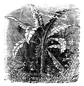库鲁皮塔香蕉树或穆萨阿库皮纳塔 穆萨巴比西亚纳 古典生产农业热带小吃植物营养艺术早餐香蕉绘画插画