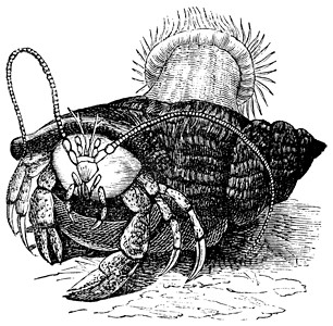珊瑚虫寄居蟹拖着海葵 古代雕刻插图甲壳类甲壳纲古董绘画打印艺术蚀刻动物群动物插画