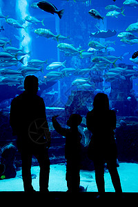 亚特兰蒂斯水族馆棕榈岛的迪拜亚特兰蒂斯旅馆中的大型水族馆背景