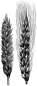 冬小麦艺术被子单子植物粮食小麦蚀刻玉米绘画草图插画