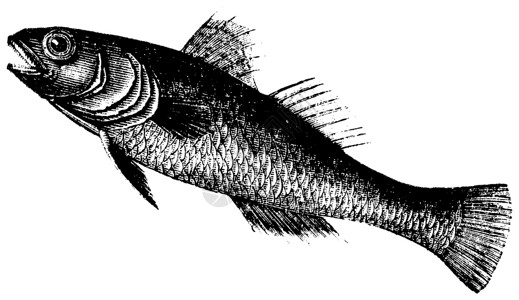 新戈比乌斯黑虾虎鱼或戈比乌斯雕刻插图绘画草图古董动物群艺术品鲈形目艺术生物学打印插画