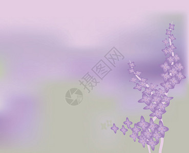 紫丁香灌丛开花插画