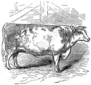 比夫肖特霍恩 牛群 达勒姆 英格兰 古代雕刻正方形牛奶牛肉牛科奶制品绘画艺术脊椎动物艺术品蚀刻插画