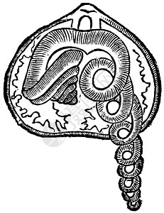 布拉契奥波德 海洋 动物 古代雕刻生物学生物蚀刻插图绘画原口打印草图地幔档案插画