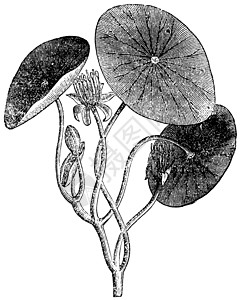 莼菜Brasenia 水生 植物 叶子 古代雕刻植物学植物群水板木贼古董艺术品绘画打印树叶被子插画