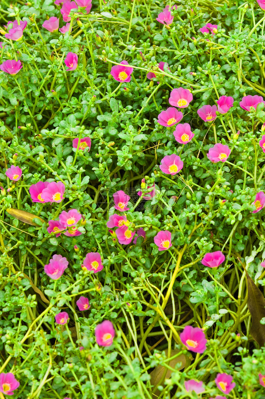 花园里的粉红百合花植物学宏观粉色植物热带百合植物群紫色花瓣图片