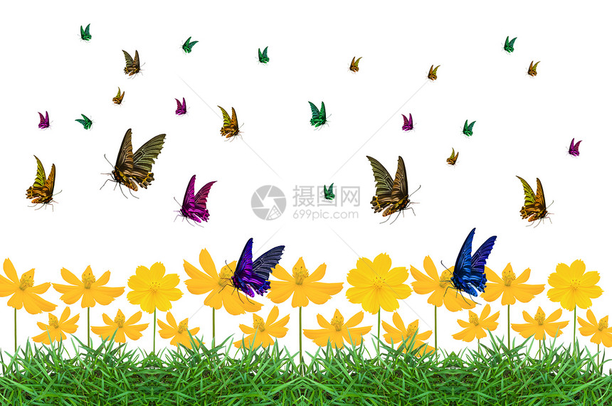 蝴蝶色彩多彩昆虫花园生活白色花朵君主植物航班图片