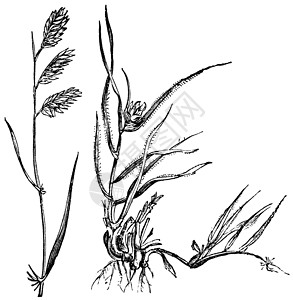 玉科草原或被子男性单子植物绘画草图植物科打印女性草原插画
