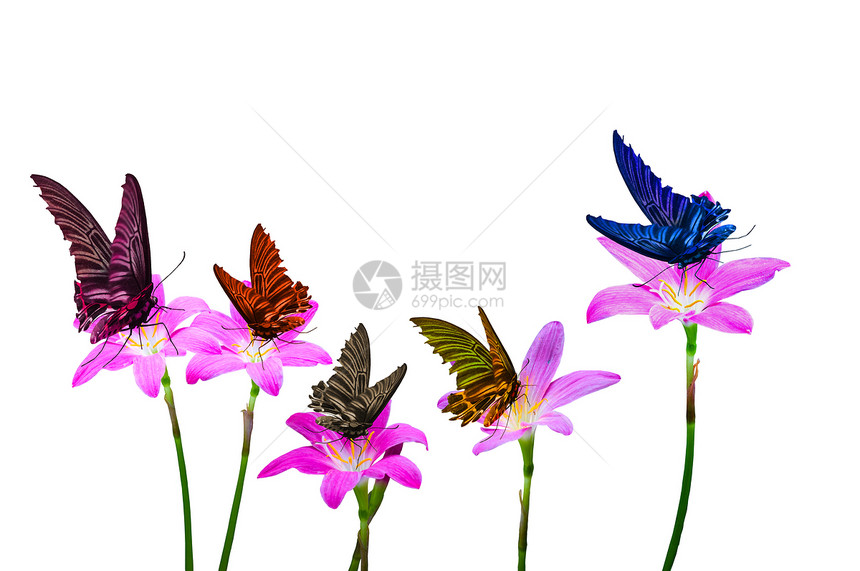 蝴蝶色彩多彩花朵昆虫君主植物航班花园白色生活图片