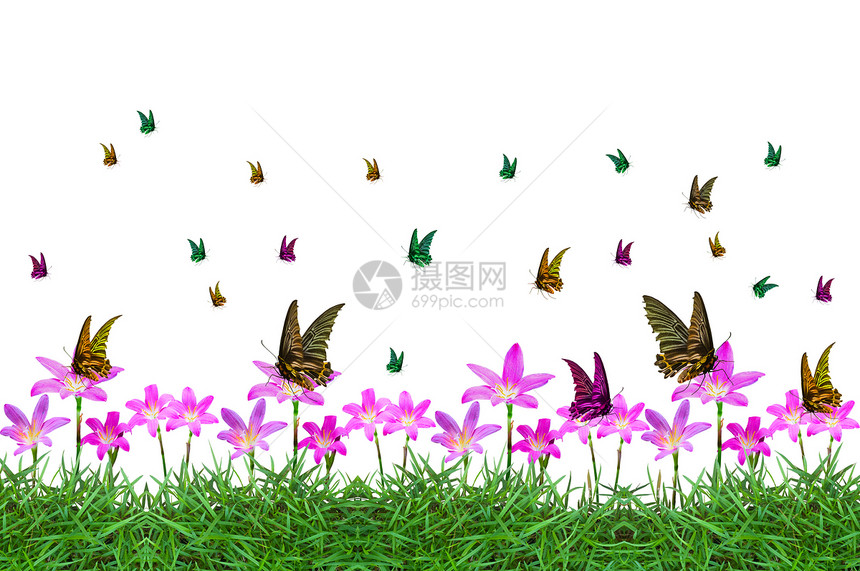 蝴蝶色彩多彩花园白色花朵航班植物昆虫生活君主图片
