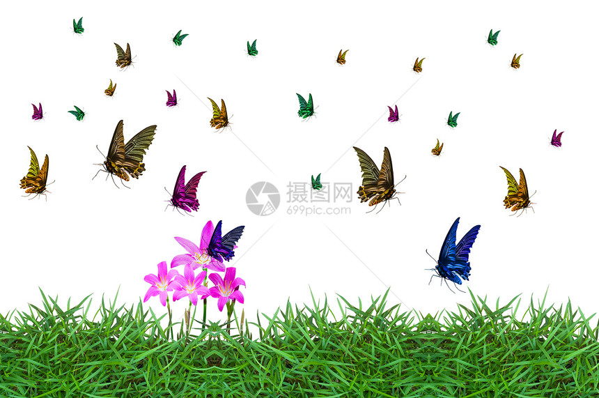 蝴蝶色彩多彩花园君主生活昆虫植物白色航班花朵图片