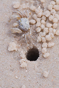 快速陆地螃蟹野生动物海洋热带海岸动物生活居住海滩正方形宏观背景图片