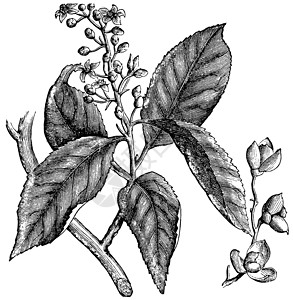 苦味莓Celastrus扫描仪或美国苦味的古代雕刻浆果树叶苦乐艺术品古董插图种子蚀刻衬套打印插画