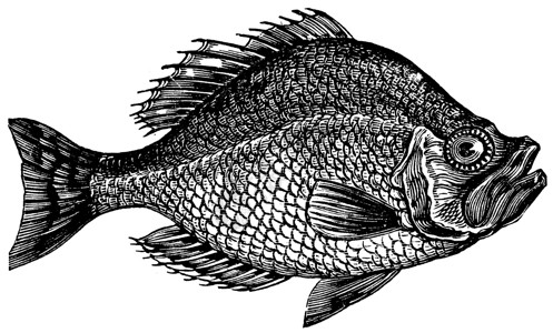 唇鱼科中子或岩石贝斯鱼的古代雕刻中枢海鲜低音打印野生动物动物群艺术羽毛古董岩石插画