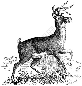 白尾或弗吉尼亚鹿的年华雕刻打印绘画艺术品哺乳动物古董鹿角场地反刍动物耳蜗野生动物背景图片