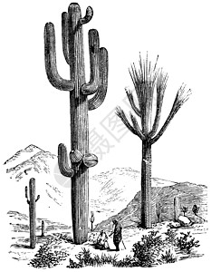 卡内瓦萨瓜罗或卡内基亚千金植物学沙漠凤头艺术生活脊柱打印波峰艺术品蚀刻插画
