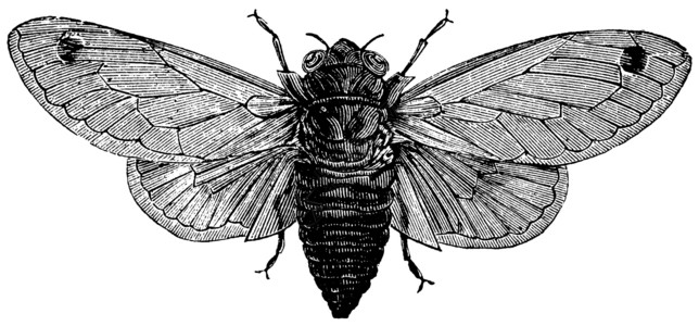 半翅目十七年蝉或或昆虫古董绘画同步雕刻若虫十进制周期性情况插图插画