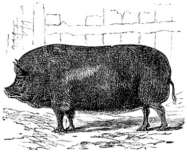 Essex 或古代雕刻动物学古董猪舍马鞍绘画家畜母猪耳朵饲料艺术品插画