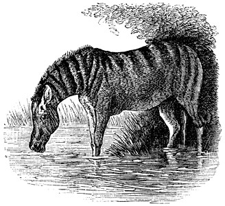 珍妮Donkey 或 Equus 等同古老的雕刻打印插图小马投石车脊椎动物运输哺乳动物艺术品杂交种马属插画