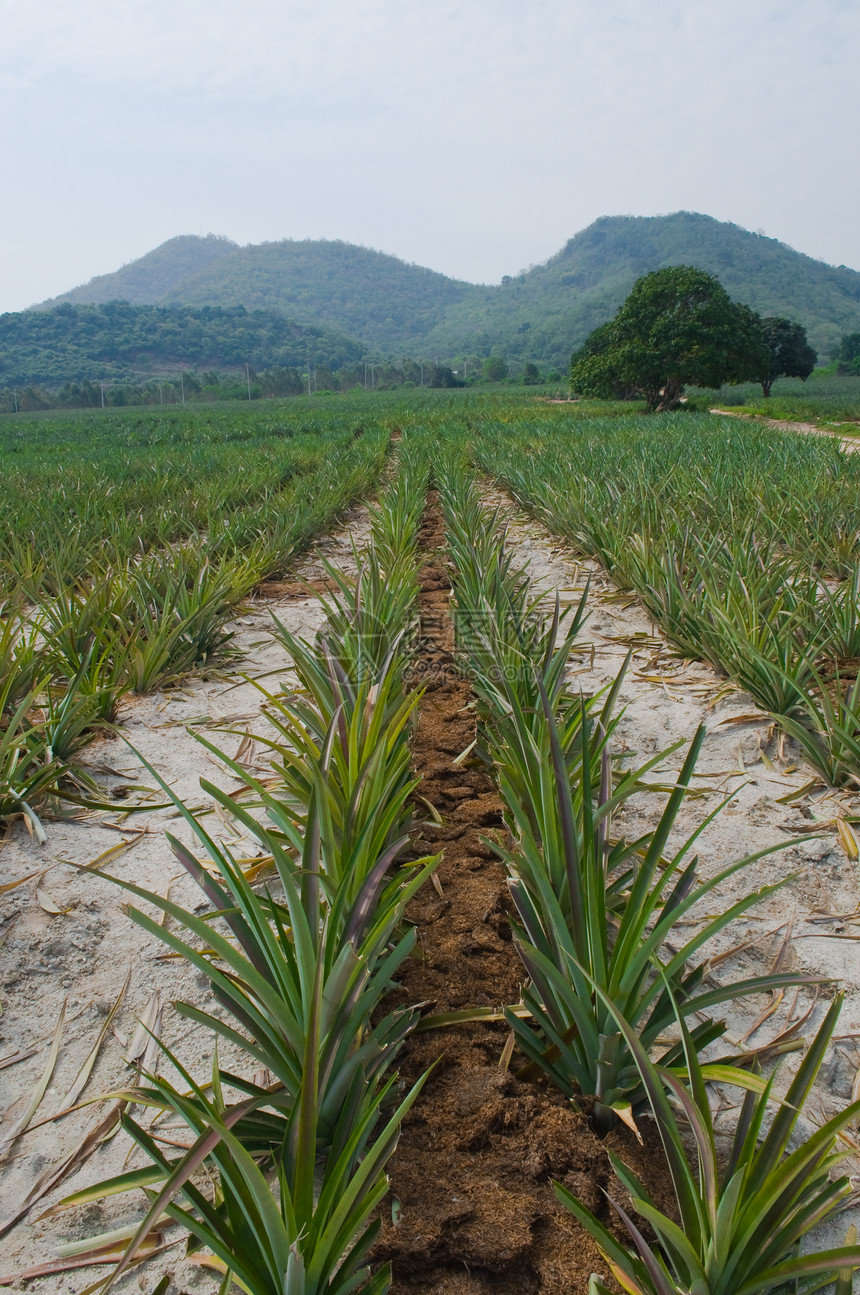 菠萝农场场地食物种植者花园家庭热带叶子园艺气候植物图片