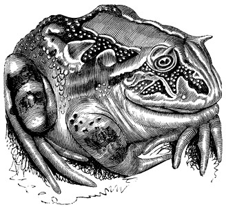 笨重苏里南角蛙或亚马逊角蛙或脊椎动物插图艺术打印异国荒野动物学动物绘画雕刻插画
