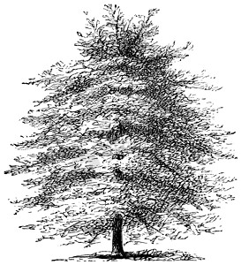 意大利柏树或柏树艺术艺术品柏科蚀刻雕刻种子古董植物学绘画水平线背景图片