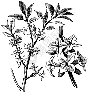百里Daphne或古代雕刻种子白色叶子园艺植物群中庭绘画艺术品花园水果插画