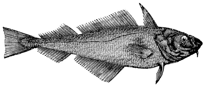 无须鳕Haddock 或离岸哈克或梅兰马斯脊椎动物古董动物学威胁荒野艺术野生动物海鲜渔业食物插画