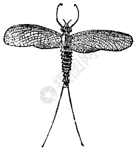 厄运Mayfly 或 Dayfly 或 Shadfly 或或 Lake Fly 或 Fis翅膀蚀刻蜉蝣沙蝇昆虫学蜉蝣目动物学插图动物插画
