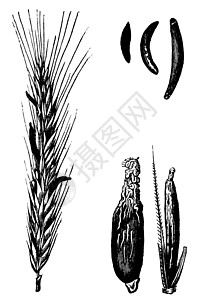 谷物饲料Rye 或 Secale 谷类麦片 重写插图面粉农业啤酒植物雕刻叶子饲料谷物面包蚀刻插画