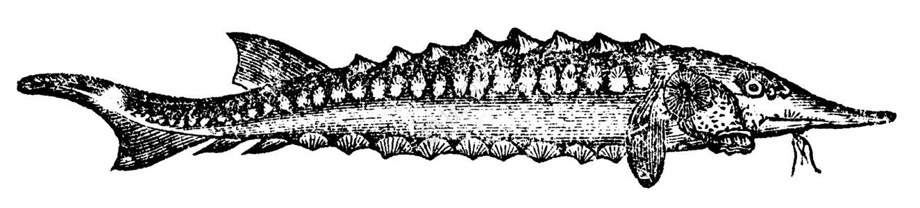 鲟鱼子酱提取物Sterlet 或刻印的老式插图艺术品脊椎动物艺术威胁鱼胶动物绘画蚀刻小体食物插画