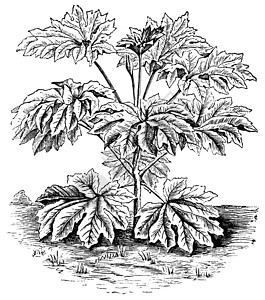 宣纸植物或通州或蚀刻园艺叶子植物群莎草雕刻种子艺术绘画花园背景图片