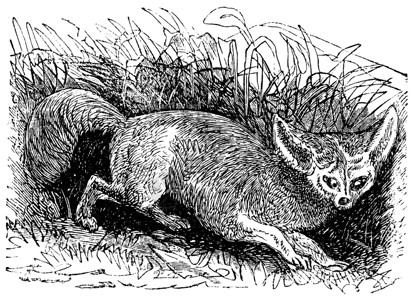阔耳狐蝙蝠耳狐或古董动物犬科白色蚀刻雕刻脊椎动物绘画动物群狐狸插画