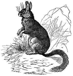 茭白炒肉Viscachas或Vizcachas 古代雕刻艺术维叶野生动物内脏动物插图艺术品胡须兔兔古董插画