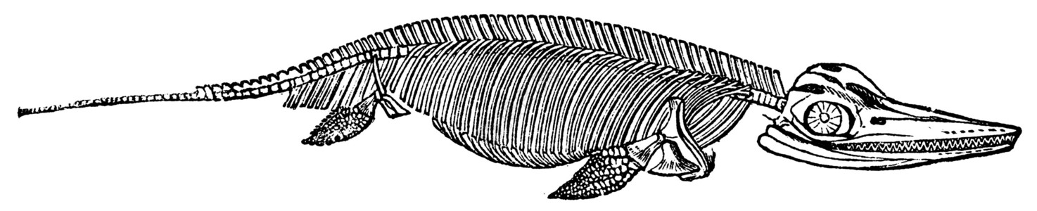 鱼龙复古雕刻的骨架化石雕刻野生动物艺术品灭绝生物动物古董艺术生物学背景图片