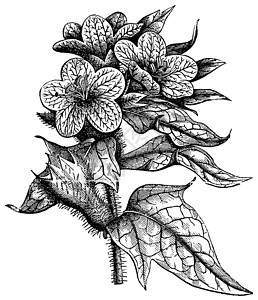 欧亚白子年金雕刻艺术艺术品植物古董仙子园艺植物学蚀刻花园植物群插画