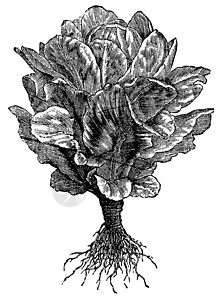 阔克苏罗姆或克苏姆古代雕刻食物古董插图莴苣叶子蔬菜绿色白色艺术品树叶插画