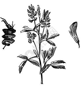 紫花苜蓿Alfalfa种植地或保健植物古代雕刻豆类古董蚀刻树叶农业插图草本植物植物群药品草图插画