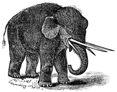 美国马斯托登或曼穆特美洲古代雕刻古董鼻类象科艺术蚀刻脊椎动物艺术品哺乳动物动物学象牙插画