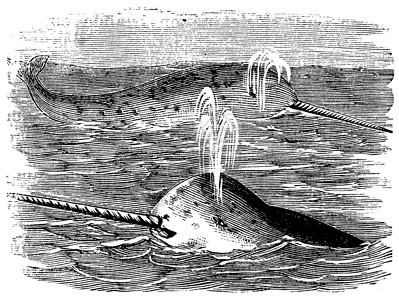 斑节对虾Narwhal 或 Mondidon 单冰激素 刻有文字的老式插图绘画威胁海洋脊椎动物食肉古董艺术品捕食者艺术獠牙插画